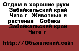 Отдам в хорошие руки! - Забайкальский край, Чита г. Животные и растения » Собаки   . Забайкальский край,Чита г.